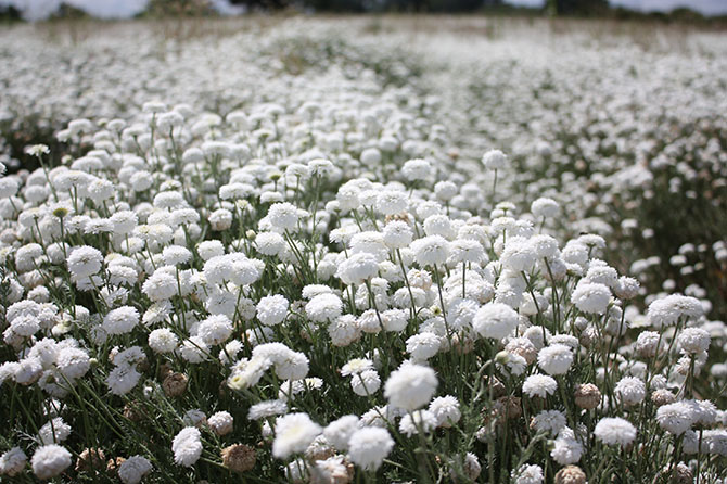 Camomille romaine, emblématique de la région de Chemillé - © P. Gicquiaud